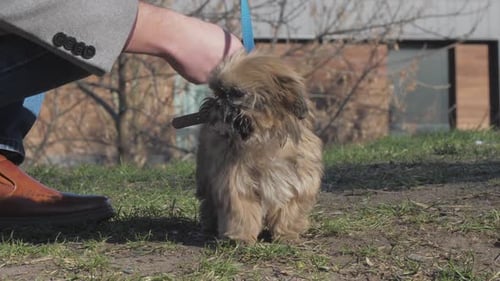 Hand Pets Adorable Small Dog with Leash and Fluffy Brown Fur
