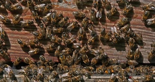 |European Honey Bee, apis mellifera, Black Bees standing at Hive Entrance, Bee Hive in Normandy