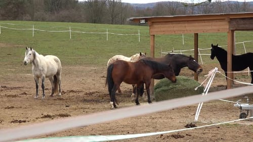 A Herd of Horses Stand, Look and Eat Outside in a Paddock During the Day