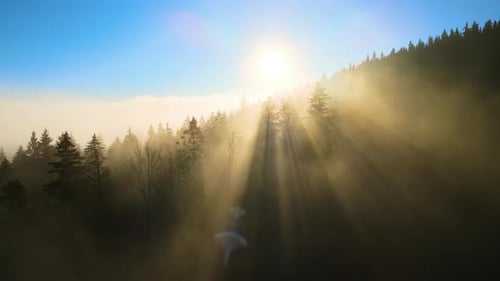Aerial View of Bright Foggy Morning Over Dark Mountain Forest Trees at Autumn Sunrise
