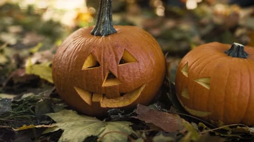 Close up of spooky pumpkins for Halloween
