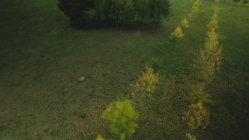 Autumn in the city park. Yellowed leaves are visible on the trees. Aerial photography.