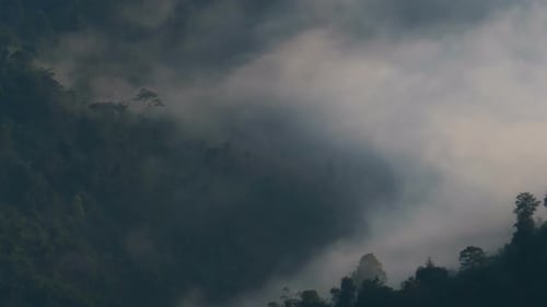 Mystic Fog Moving Over Forest