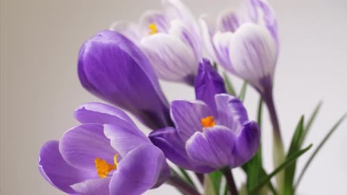 Purpurrote und weiße Krokusse von Safran Blooming