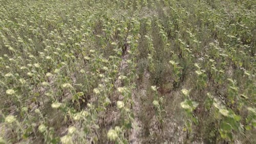 Aerial View of a Sunflower Field on a Sunny Day