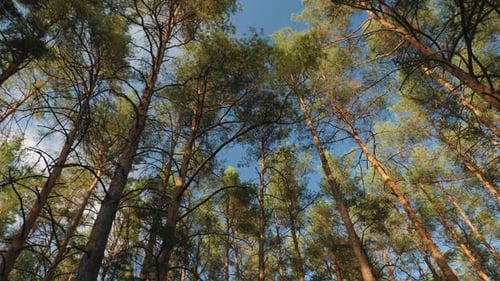 Looking Up at the Tops of Pine Trees and Blue Sky in a Forest