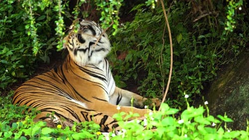 bengal tiger resting in the forest