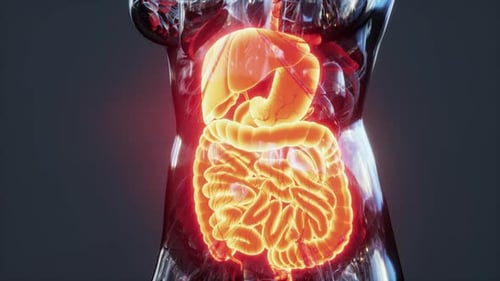 3D Animation of Glowing Digestive System in Human Torso