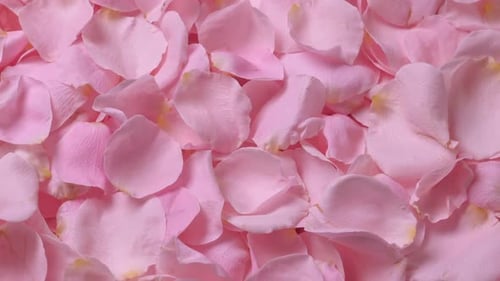 Schöner Rosenblüten-Hintergrund