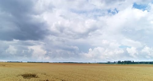 Aerial View of Golden Wheat Field Under Cloudy Sky