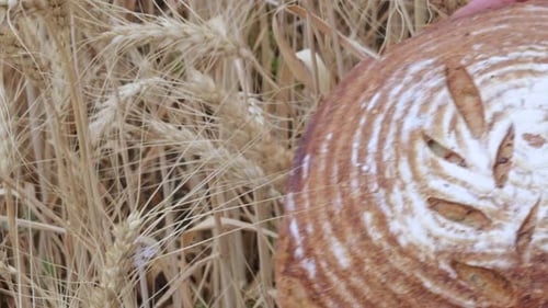 wheat golden field and fresh baked bread,rye,whole grains.woman hands holding or stretch out bread