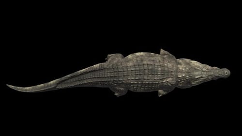 Vue de dessus d'un crocodile nageant avec le canal Alpha
