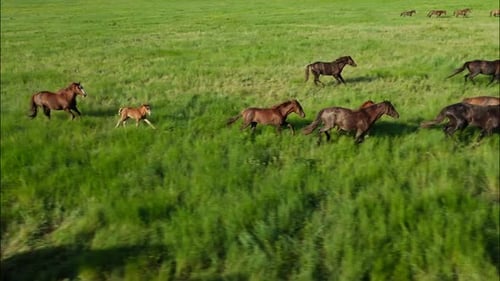 Chevaux sauvages qui courent des Mustangs sauvages sur la belle herbe verte
