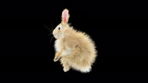 Dancing Animated 3D Rabbit Making Playful Gestures