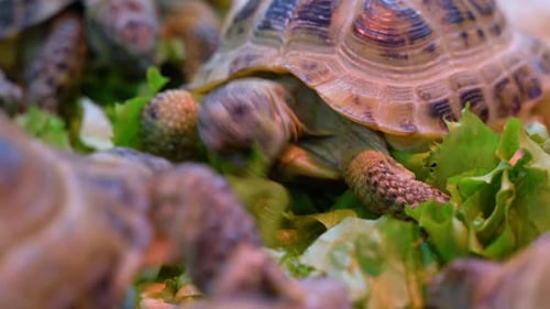 Land Turtles are Emptied in Water