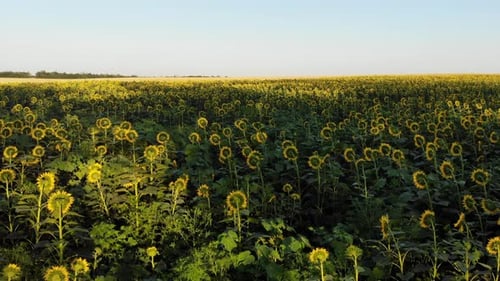 Flight over a field with sunflowers.