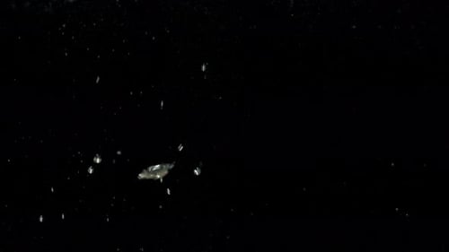 Air Bubbles in Water Rising Up to the Surface on Isolated Black Background