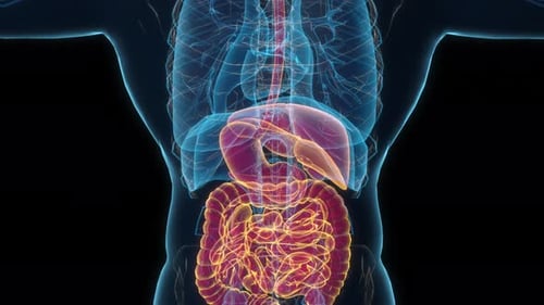 Animated 3D Human Digestive System and Internal Organs