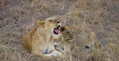 Yawning lion and cub