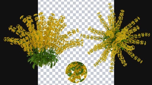 Realistic Plant Growth Animation with Blooming Yellow Flowers