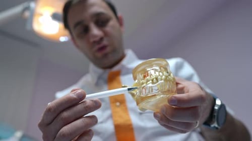 Dentist Explains Dental Anatomy with Plastic Model