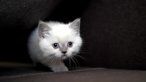Adorable White Kitten Peeks Out From Dark Sofa