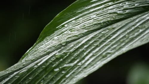Regen fällt auf grünes Blatt