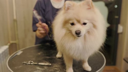 Pomeranian Dog Being Groomed at Pet Salon