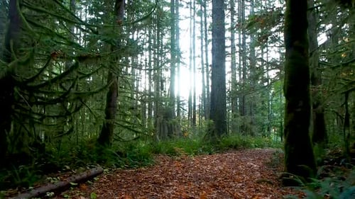 Walking down a path In the BC rain forest at sunset