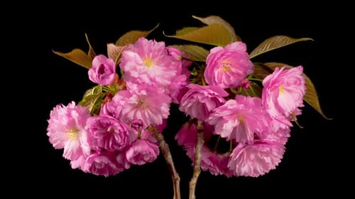 Cherry Blossoms Blooming Time Lapse on Black Background