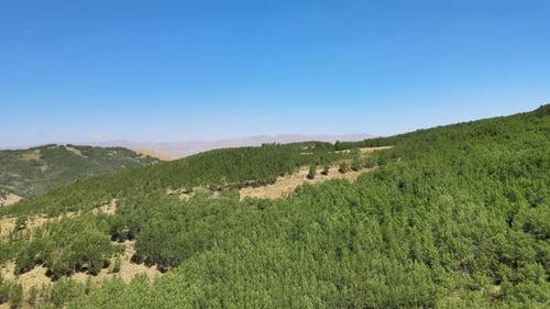 paysage aérien de bois verdoyant
