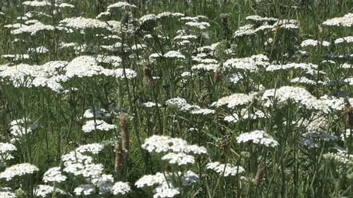 Fleurs d'achillée millefeuille