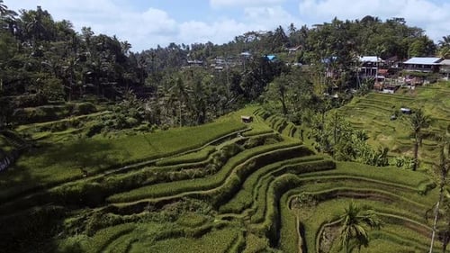 Flying Above Rice Terraces