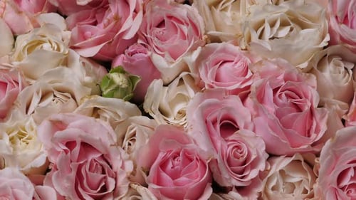 Épanouissement de la pleine floraison, paysage floral, visuel floral de fleurs vivantes, fond de roses