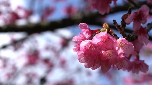 Kirschblüte