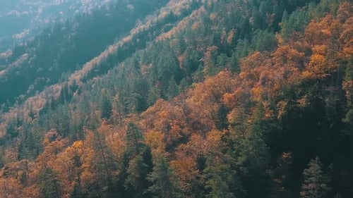 Blick auf die Herbstwald-D