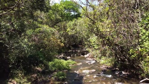 Creek River Lush