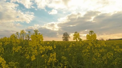 Timelapse of the Flowering Rapeseed Canola or Colza in Latin Brassica Napus
