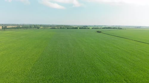 Aerial View of a Lush Green Crop Field