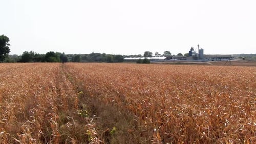 Field landscapes. fields of corn. aerial. golden corn.