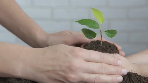 The family is planting a sprout.