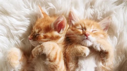 Two Orange Tabby Kittens Sleeping on White Blanket