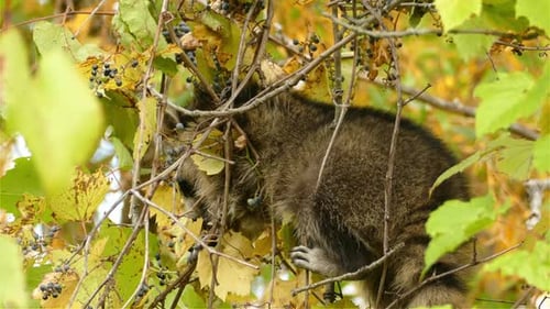 Plan rapproché d'un raton laveur intelligent, Procyon Lotor, à la recherche de baies mûres dans l'union des arbres
