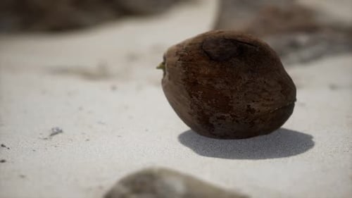 Braune Kokosnuss auf dem Strandsand