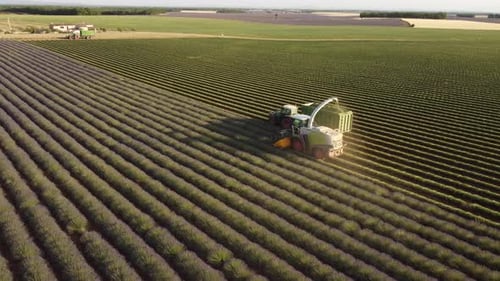 Harvesting Lavender Agriculture Field in Valensole