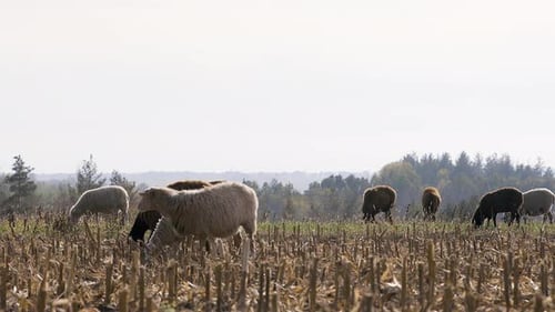 Sheep Graze on the Field