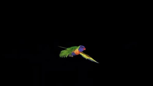 Vibrant and Colorful Parrot Flying Alpha Channel Animation