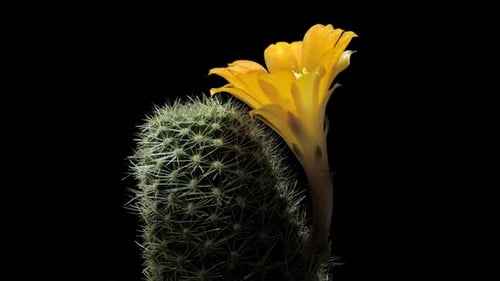 Cactus Flower Blooming in Time-Lapse on Black