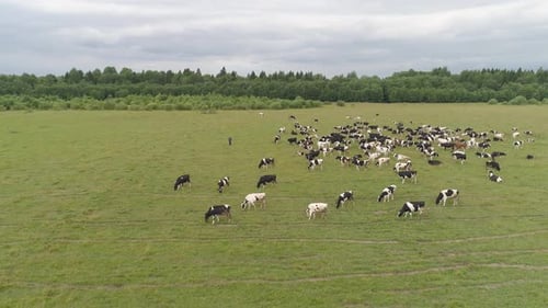 Kühe grasen auf der Weide