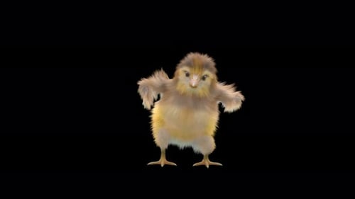 Fluffy Baby Chick Dancing Loop Animation